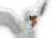 giantswan