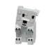 polarbear